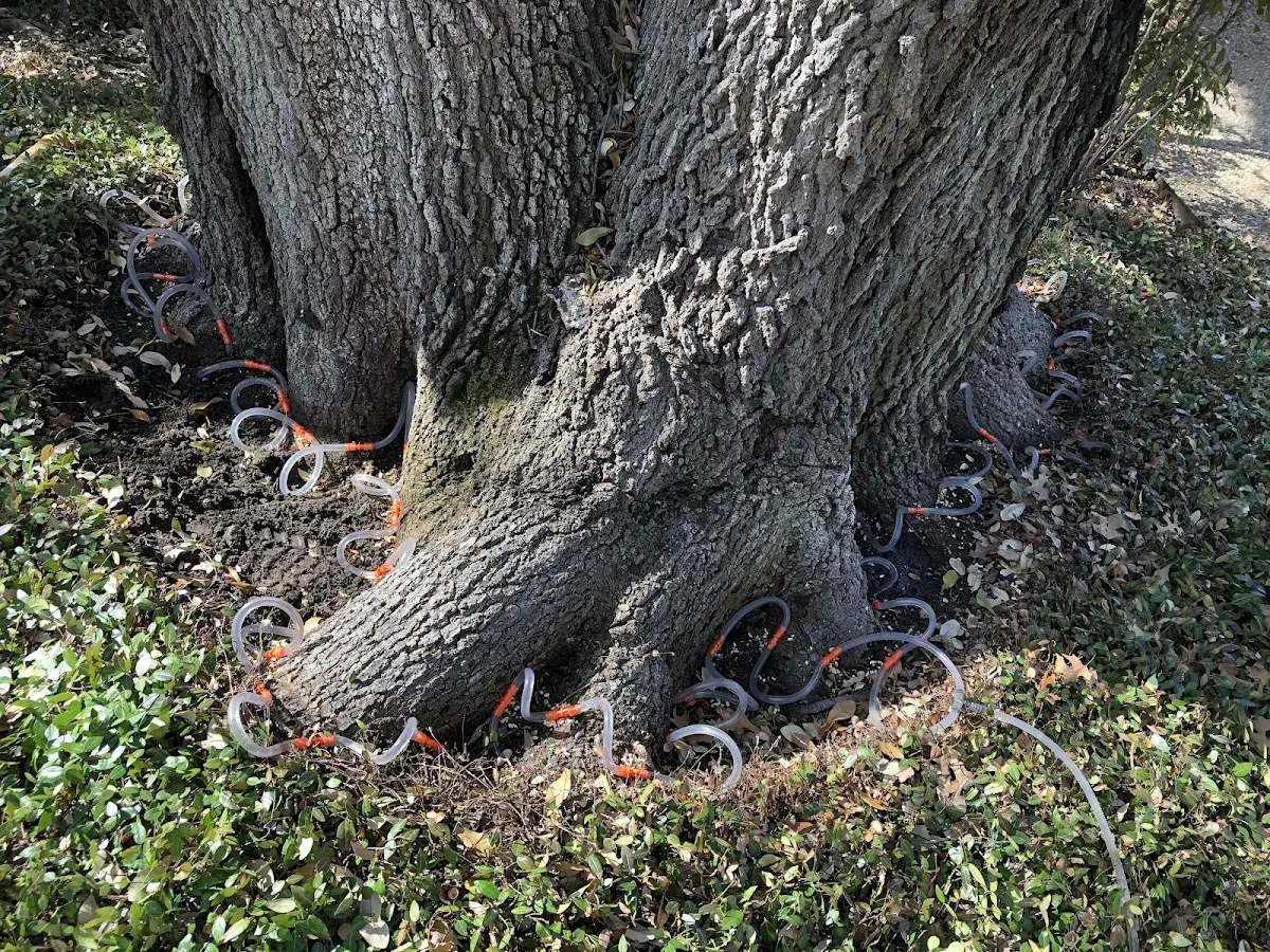 Detailed Tree Cabling and Bracing job site in East Peoria