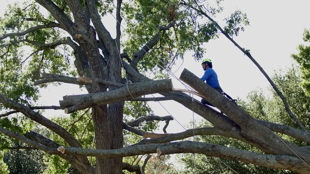 Professional Crown Thinning performed by certified arborists in East Peoria