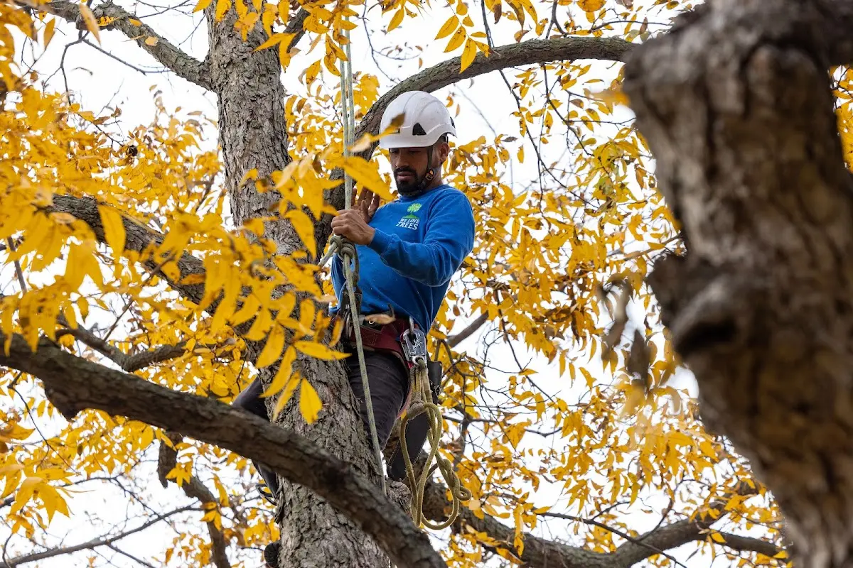 Skilled Tree Trimming crew working in East Peoria